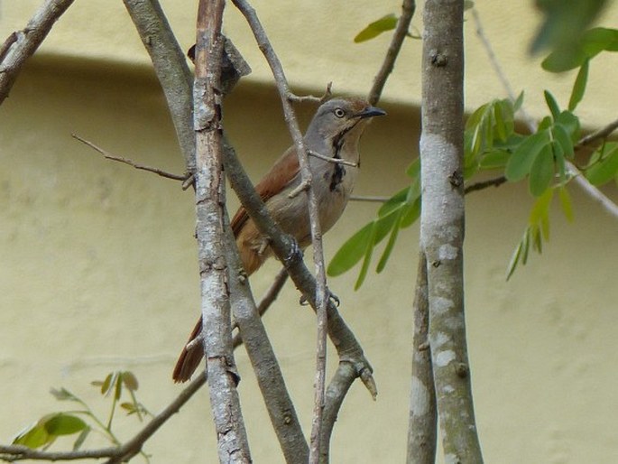 Cichladusa arquata, drozdík límcový