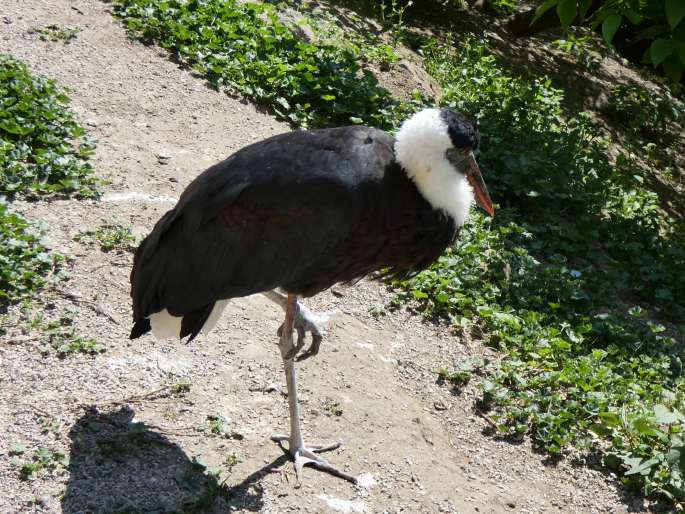 Ciconia episcopus, čáp bělokrký