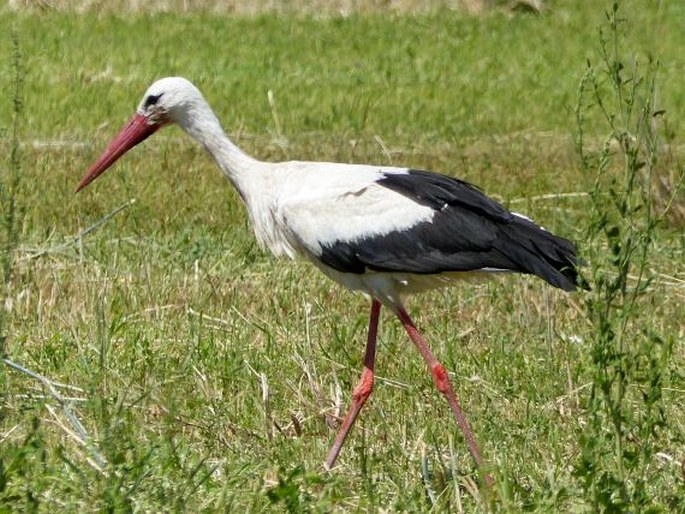 Ciconia ciconia (Linnaeus, 1758); čáp bílý