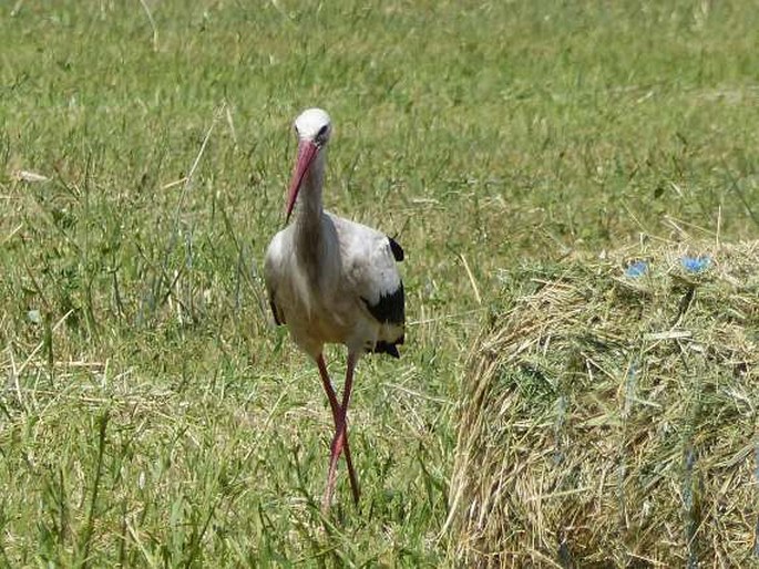 Ciconia ciconia