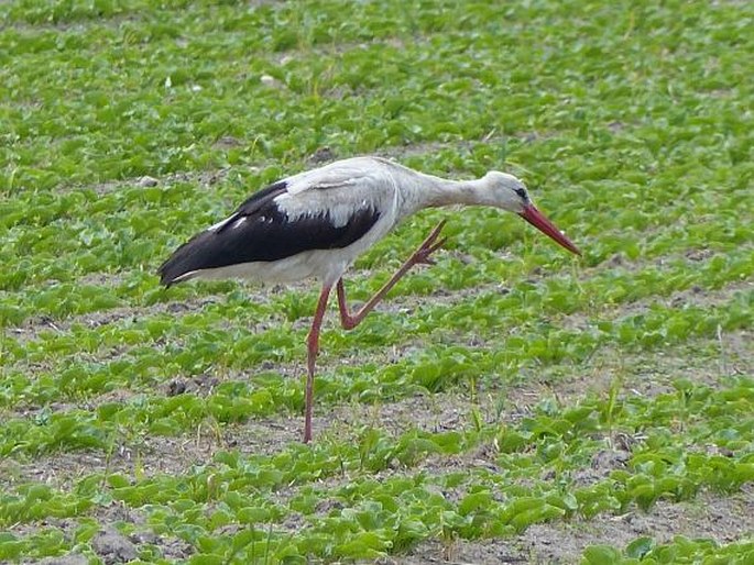 Ciconia ciconia