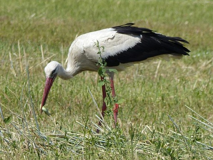 Ciconia ciconia