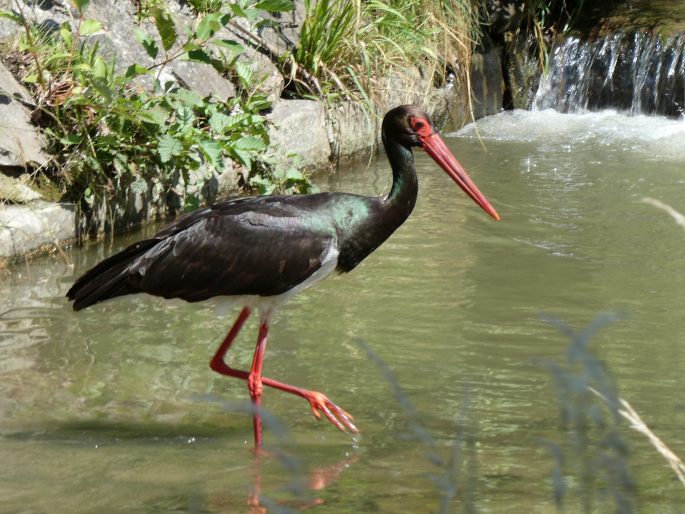 Ciconia nigra (Linnaeus, 1758); čáp černý