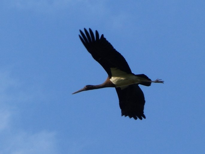 Ciconia nigra, čáp černý