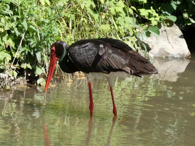 Ciconia nigra, čáp černý