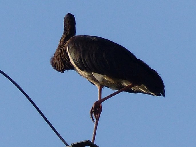 Ciconia nigra, čáp černý