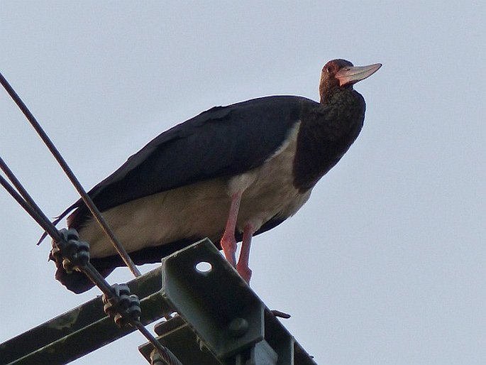 Ciconia nigra, čáp černý