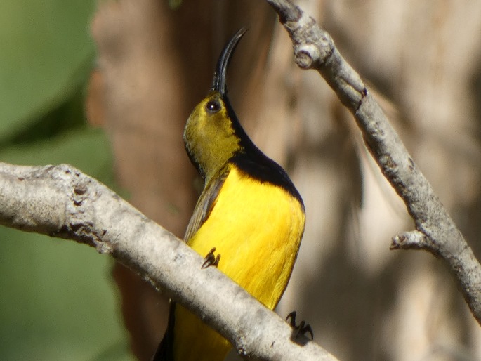 Cinnyris frenatus, strdimil