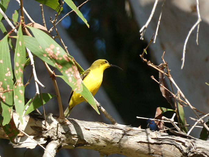 Cinnyris frenatus, strdimil