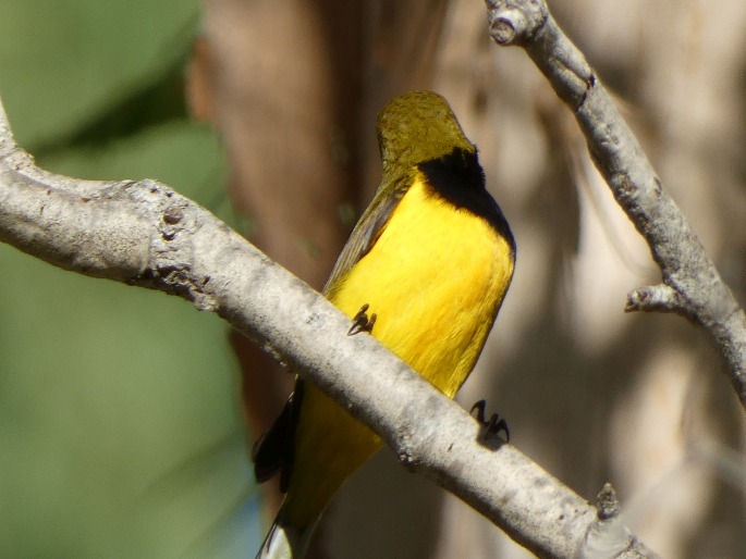 Cinnyris frenatus, strdimil