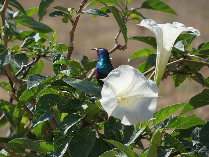 Cinnyris hellmayri, strdimil arabský