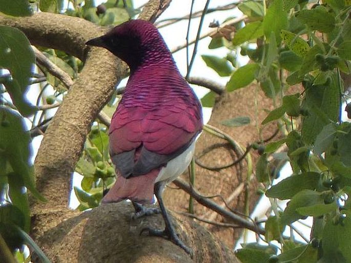 Cinnyricinclus leucogaster, leskoptev bělobřichá