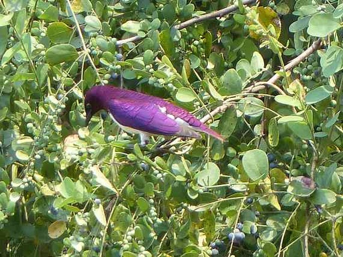 Cinnyricinclus leucogaster, leskoptev bělobřichá