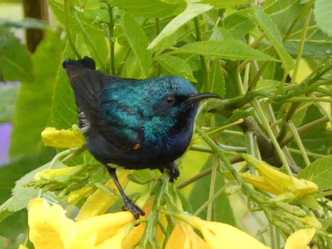 Cinnyris osea, strdimil palestinský