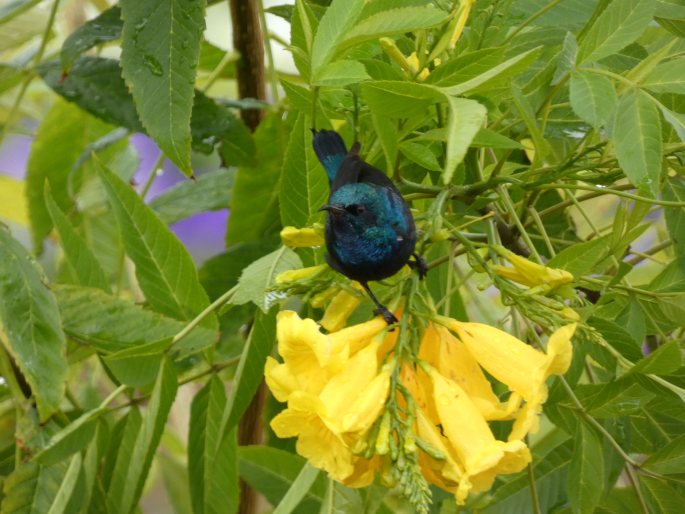 Cinnyris osea, strdimil palestinský