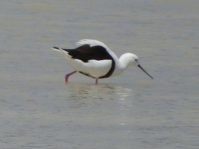 Cladorhynchus leucocephalus, pisila australská