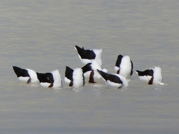 Cladorhynchus leucocephalus, pisila australská