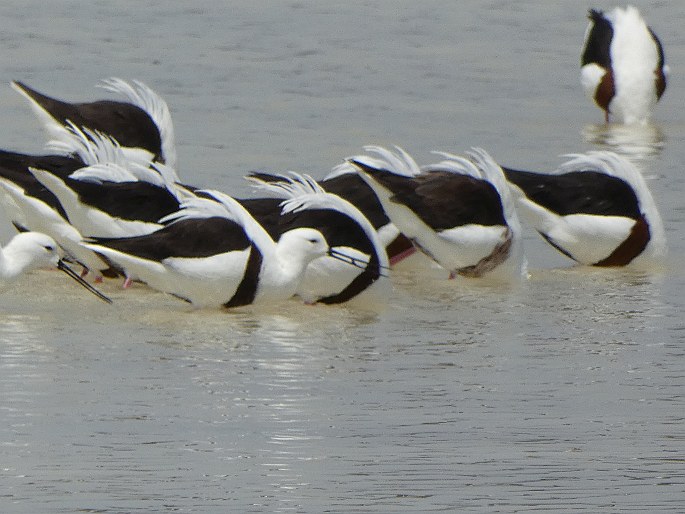 Cladorhynchus leucocephalus, pisila australská