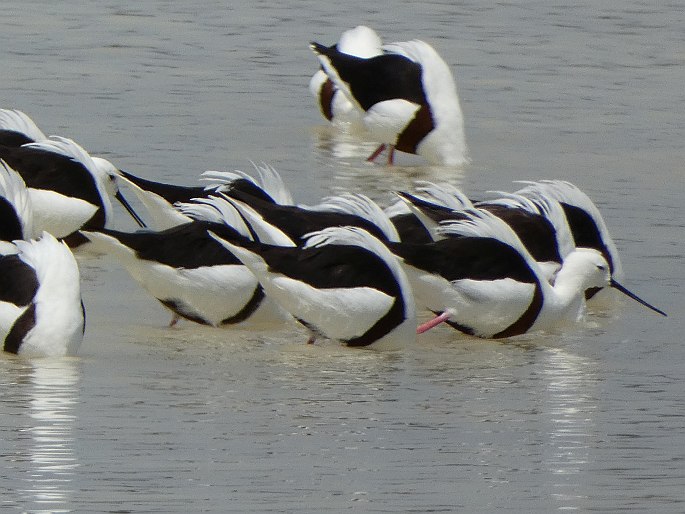 Cladorhynchus leucocephalus, pisila australská