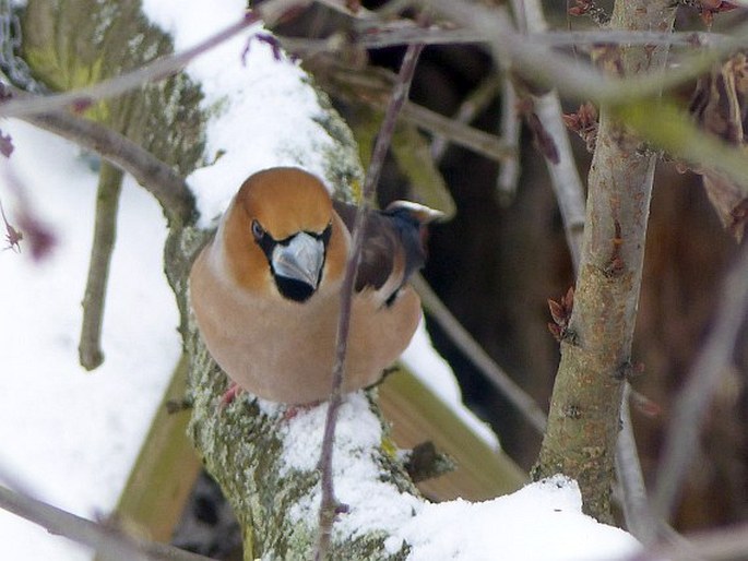 Coccothraustes coccothraustes, dlask tlustozobý