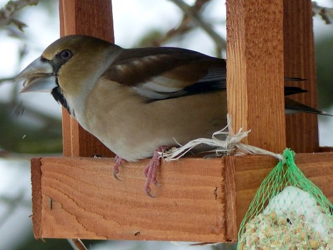 Coccothraustes coccothraustes, dlask tlustozobý