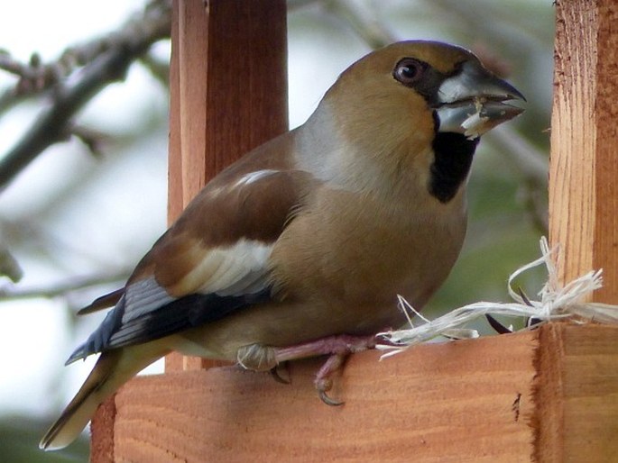 Coccothraustes coccothraustes, dlask tlustozobý