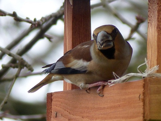 Coccothraustes coccothraustes, dlask tlustozobý