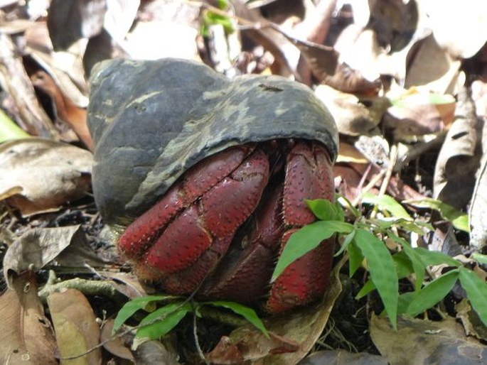 Coenobita clypeatus, poustevníček karibský