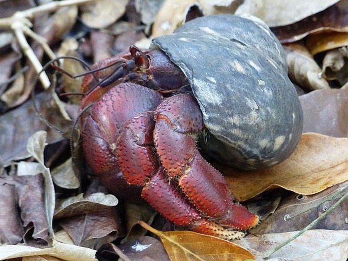 Coenobita clypeatus, poustevníček karibský