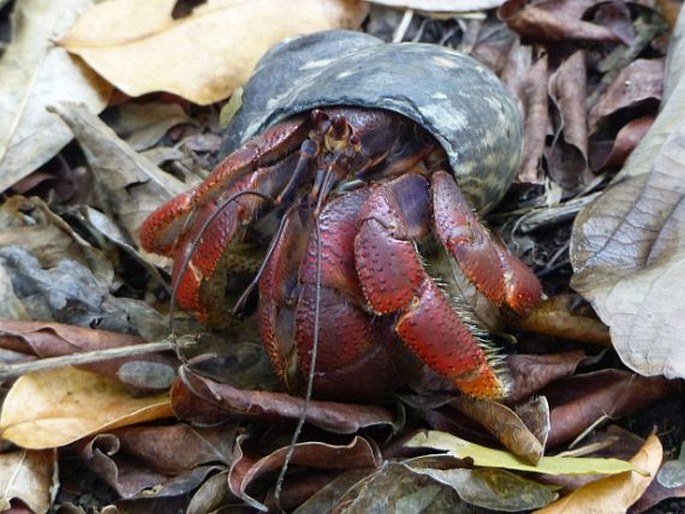 Coenobita clypeatus, poustevníček karibský