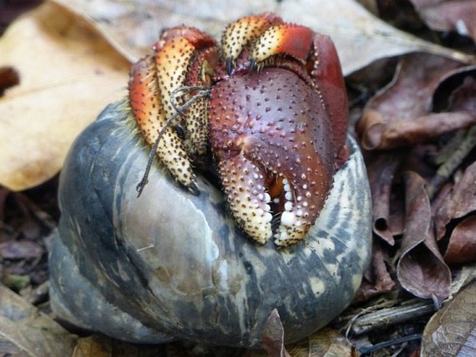 Coenobita clypeatus, poustevníček karibský