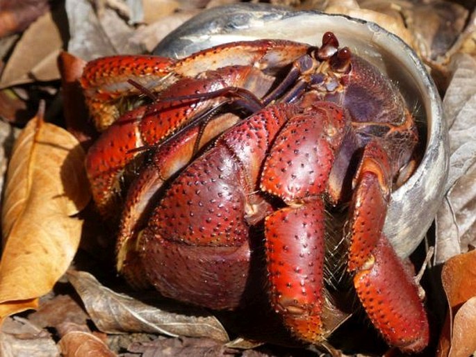 Coenobita clypeatus, poustevníček karibský