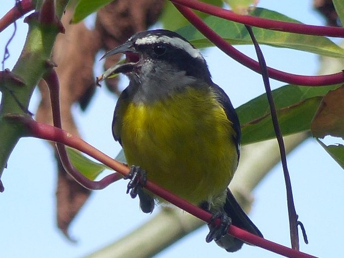 Coereba flaveola, banakit americký