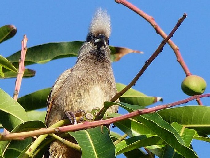 Colius striatus, myšák hnědokřídlý