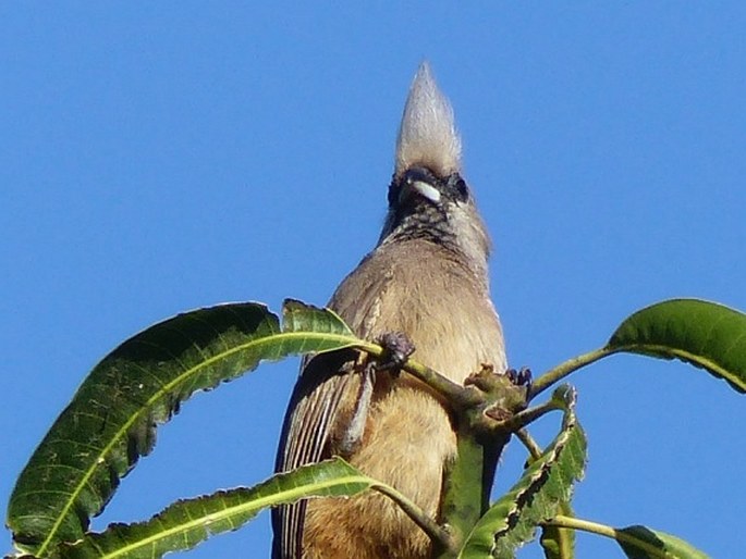 Colius striatus, myšák hnědokřídlý