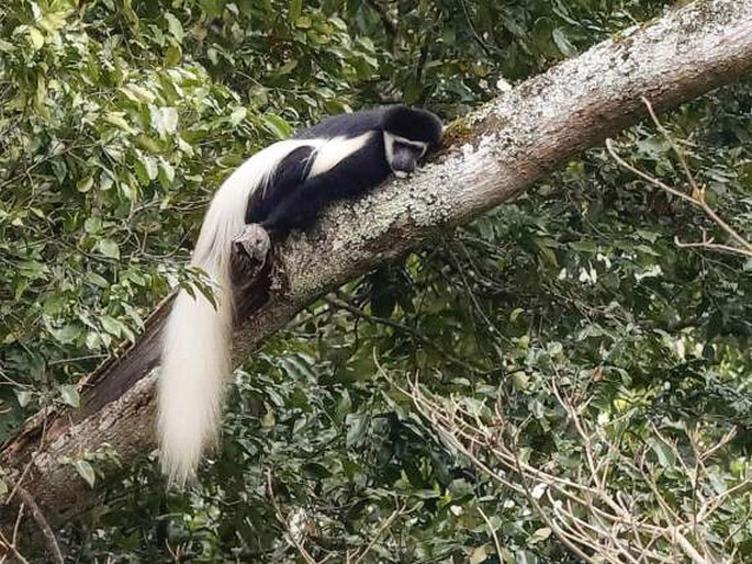 Colobus guereza, gueréza pláštíková