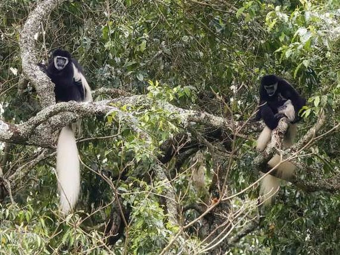 Colobus guereza, gueréza pláštíková