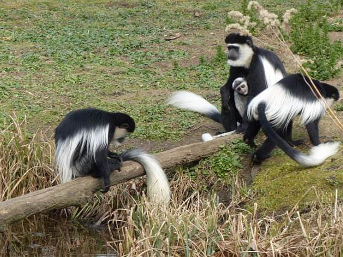 Colobus guereza, gueréza pláštíková