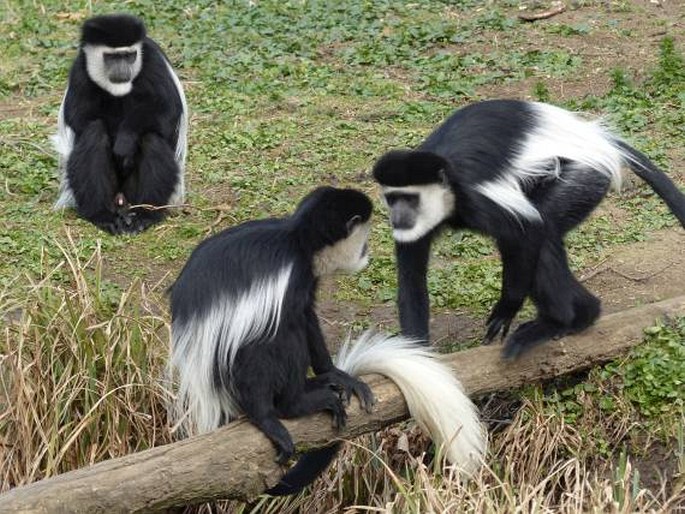 Colobus guereza, gueréza pláštíková