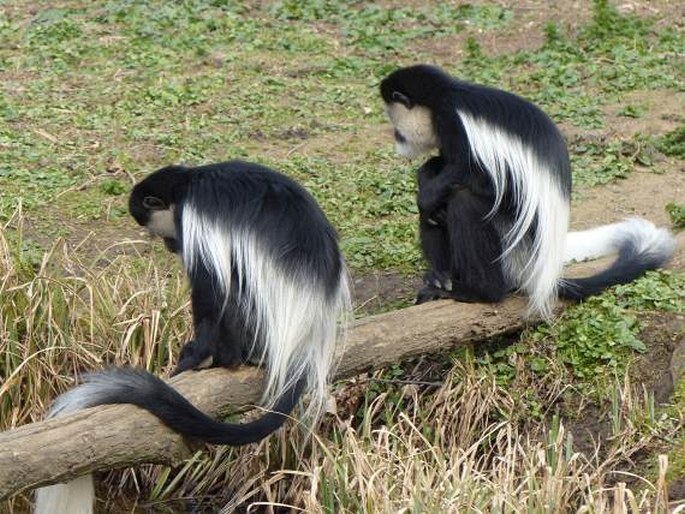 Colobus guereza, gueréza pláštíková