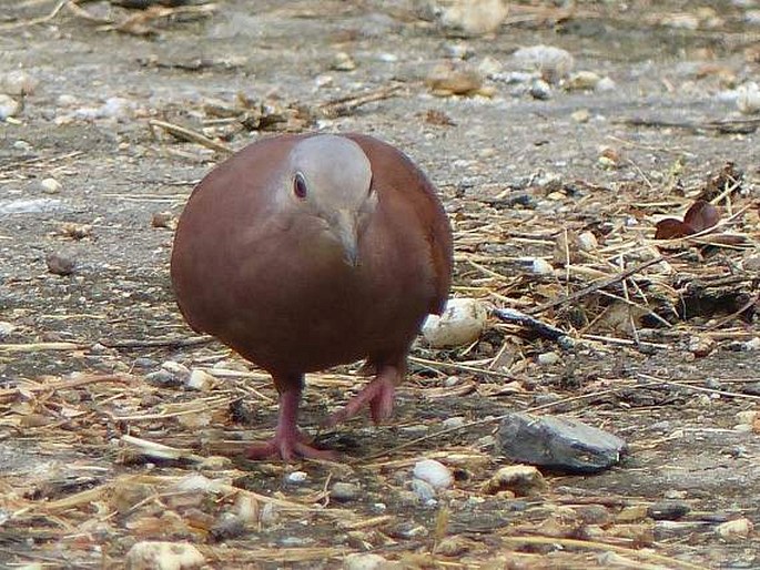 Columbina talpacoti, holoubek skořicový