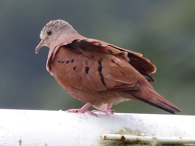 Columbina talpacoti, holoubek skořicový