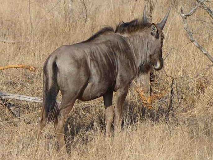 Connochaetes taurinus