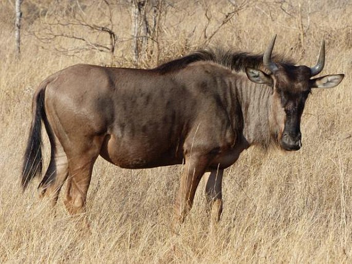 Connochaetes taurinus