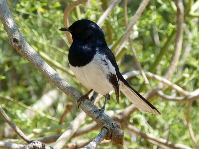 Copsychus albospecularis, šáma madagaskarská