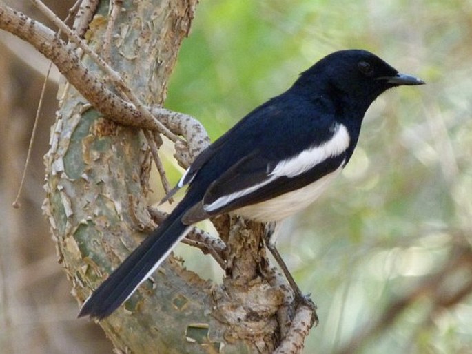 Copsychus albospecularis, šáma madagaskarská