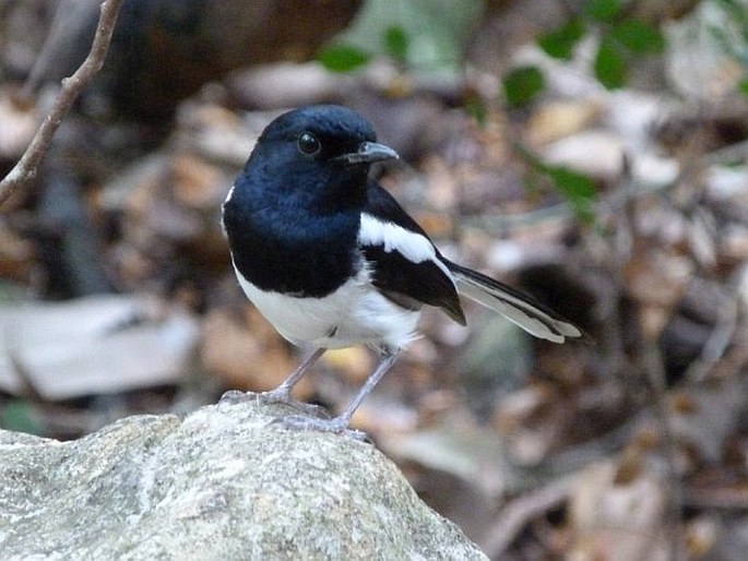 Copsychus albospecularis (Eydoux et Gervais, 1836); šáma madagaskarská