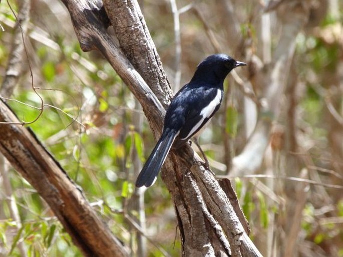 Copsychus albospecularis, šáma madagaskarská