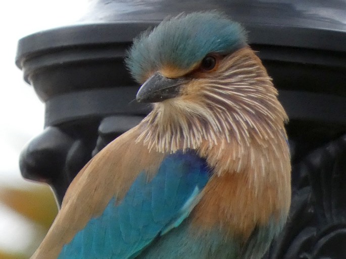 Coracias benghalensis, mandelík indický