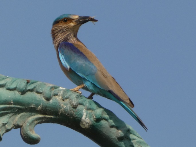 Coracias benghalensis, mandelík indický